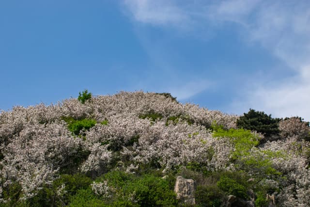 山坡上覆盖着茂密的白色花丛，背景是蓝天白云。