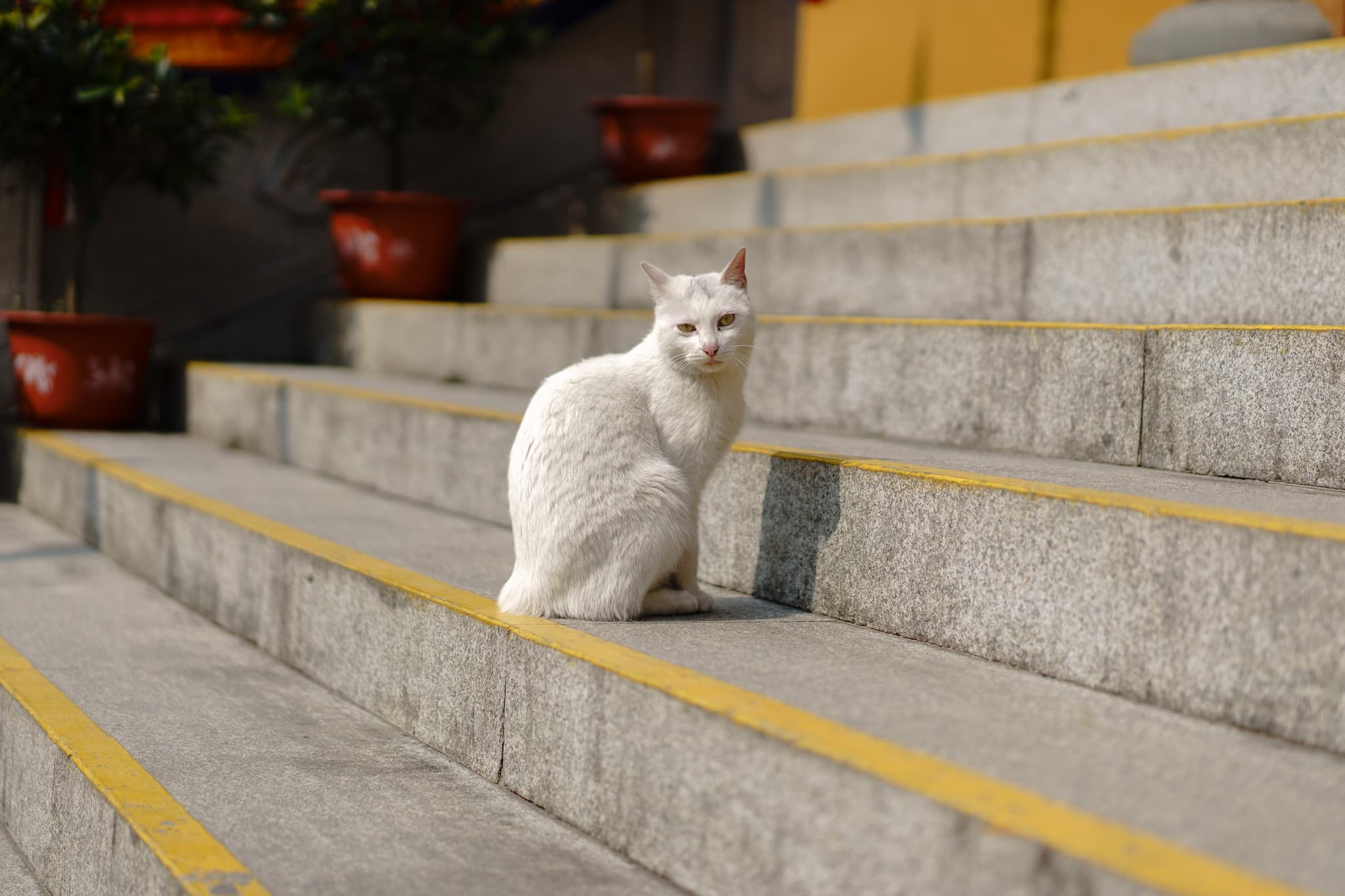 白色的猫坐在石阶上，背景有几盆植物。