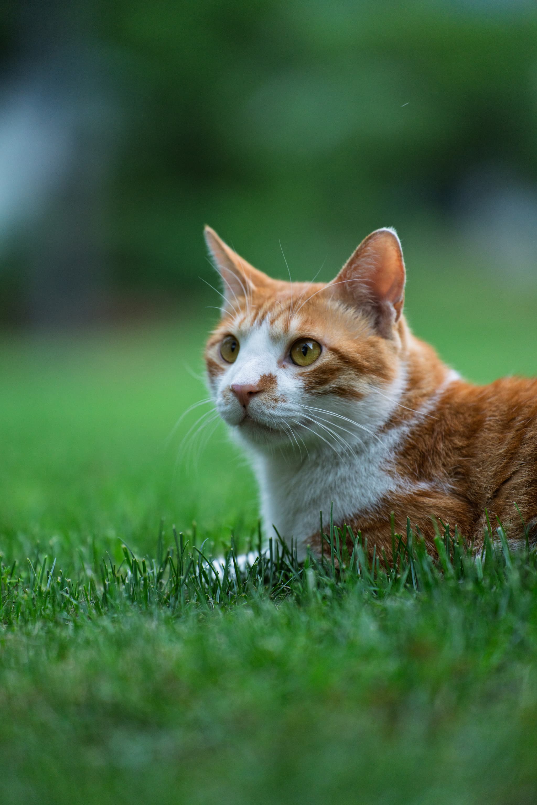 一只橙白相间的猫趴在绿色的草地上，背景模糊。