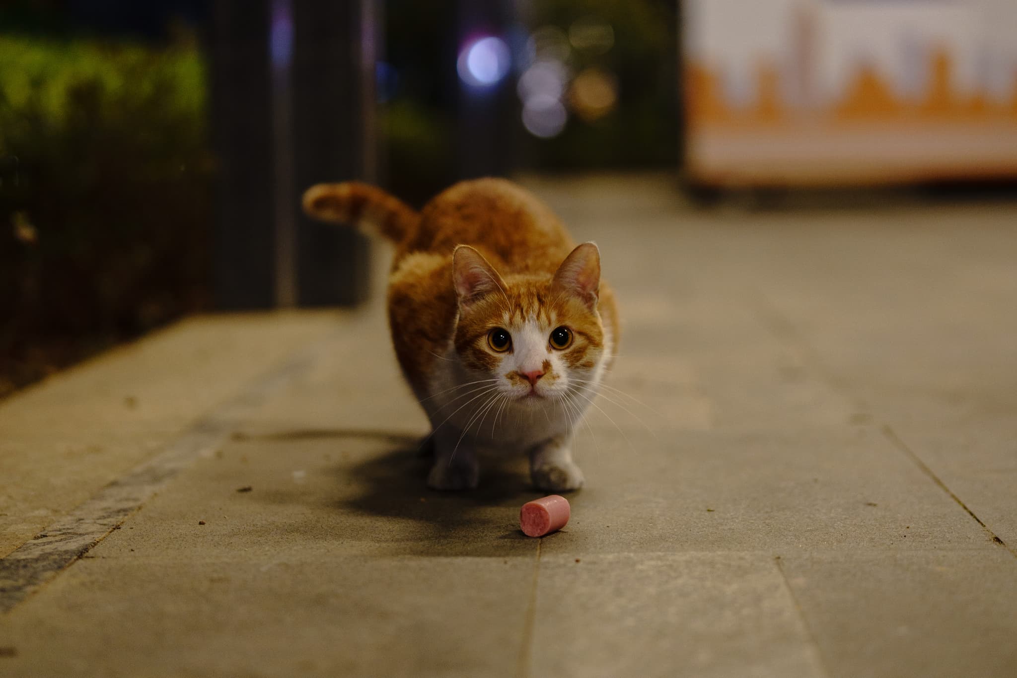 一只橙白相间的猫趴在地上，前方有一小块食物，背景模糊。