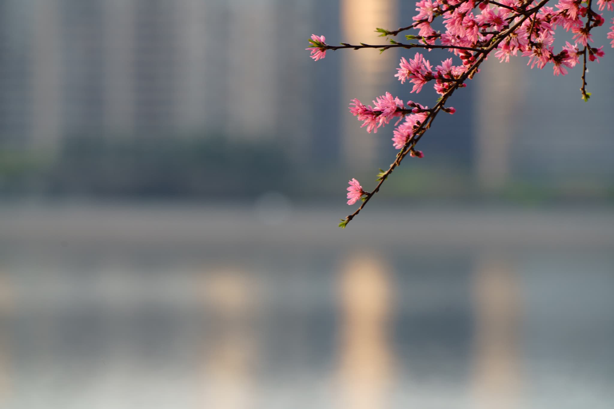 粉色的花朵在树枝上绽放，背景是模糊的城市建筑和水面。