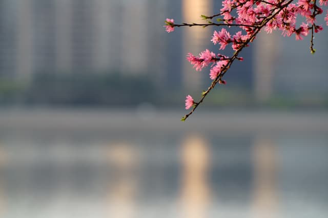 粉色的花朵在树枝上绽放，背景是模糊的城市建筑和水面。