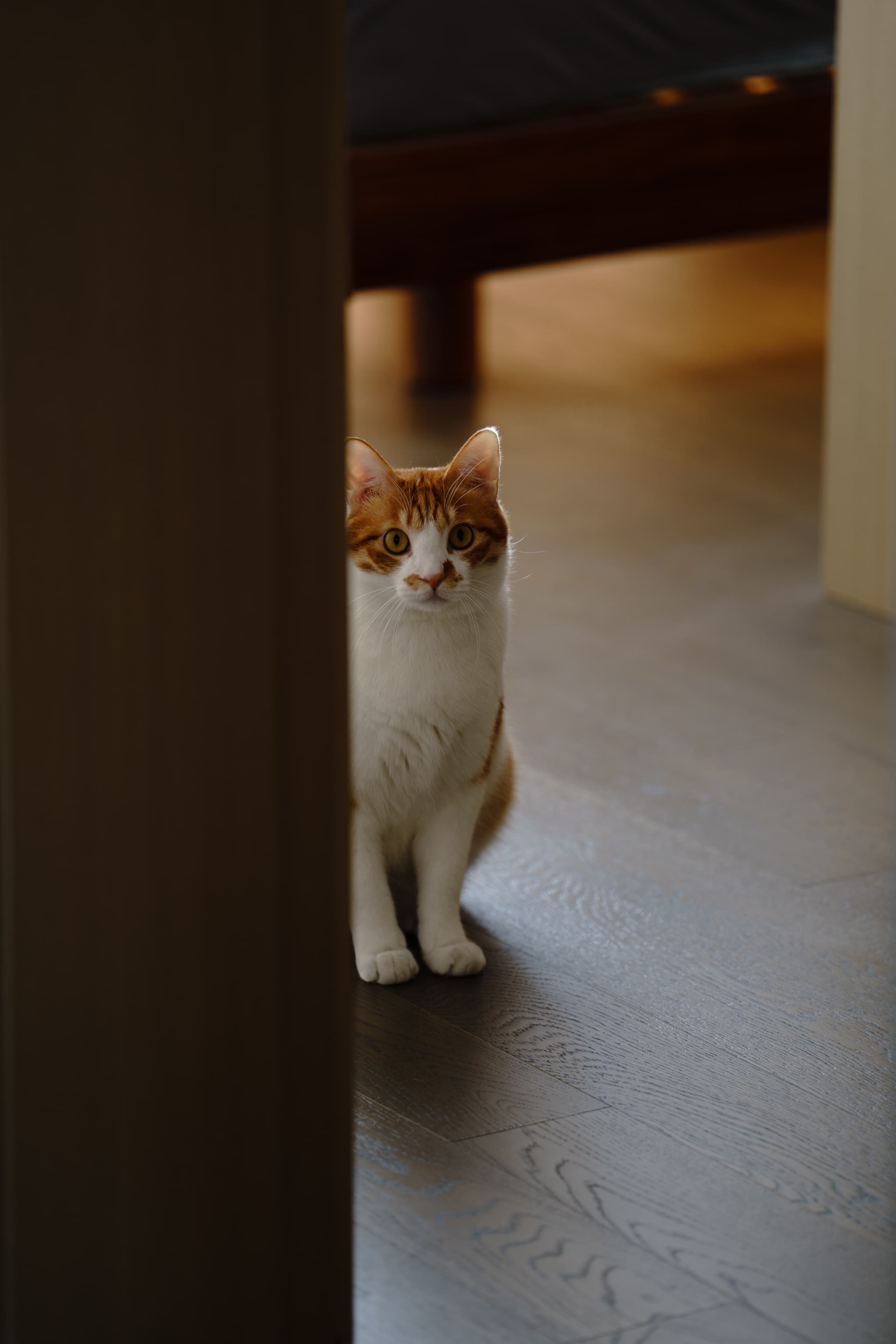 一只橙白相间的猫咪从墙后探出半个身子，坐在地板上，注视着前方。