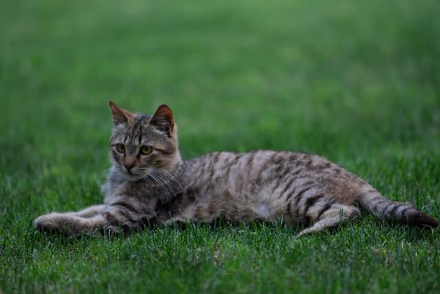 一只猫躺在绿色的草地上。