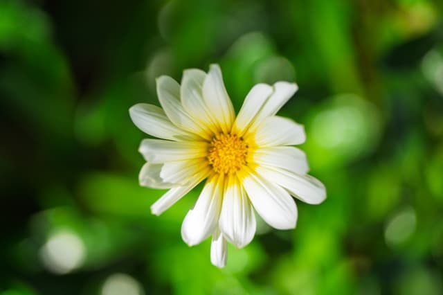 白色的雏菊花，黄色的花芯，背景模糊的绿色叶子。