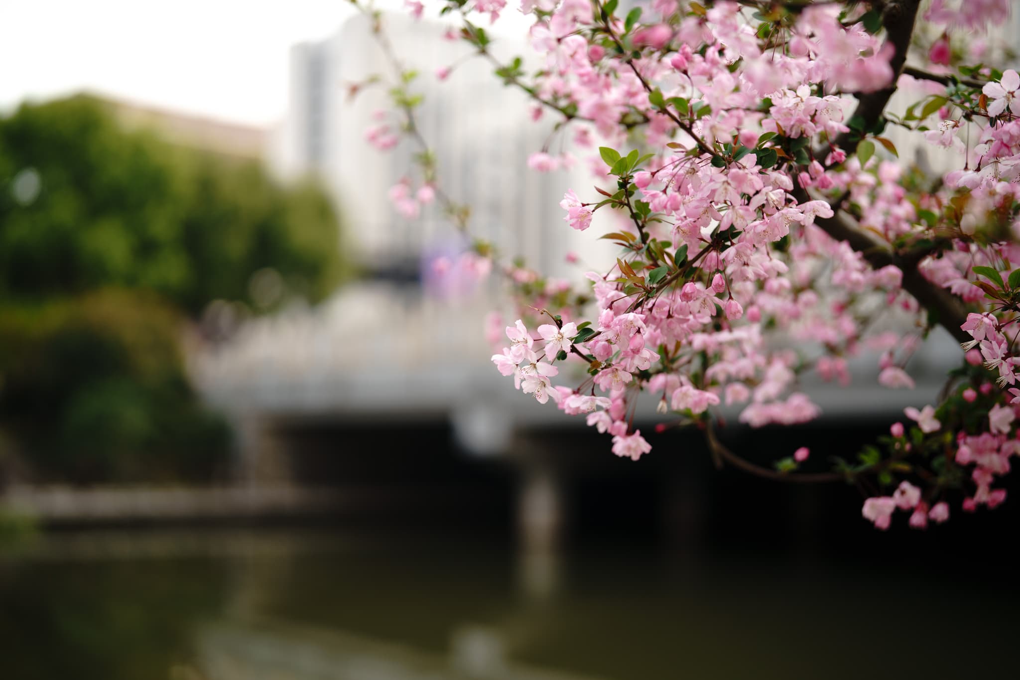 粉色樱花盛开在树枝上，背景是模糊的河流和桥梁，周围有绿色的树木。