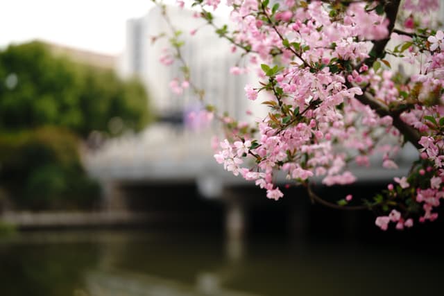 粉色樱花盛开在树枝上，背景是模糊的河流和桥梁，周围有绿色的树木。