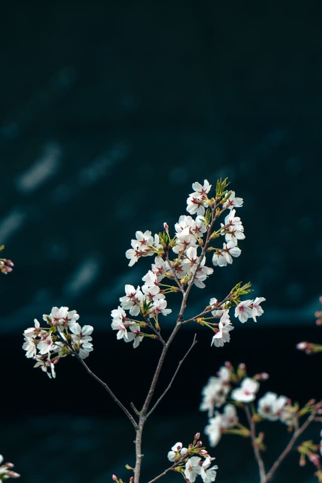 白色的樱花枝条在深色背景前绽放。