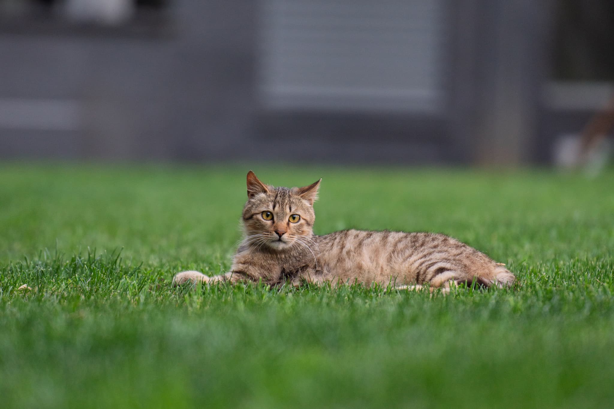 一只棕色条纹猫悠闲地趴在绿草地上，背景模糊。