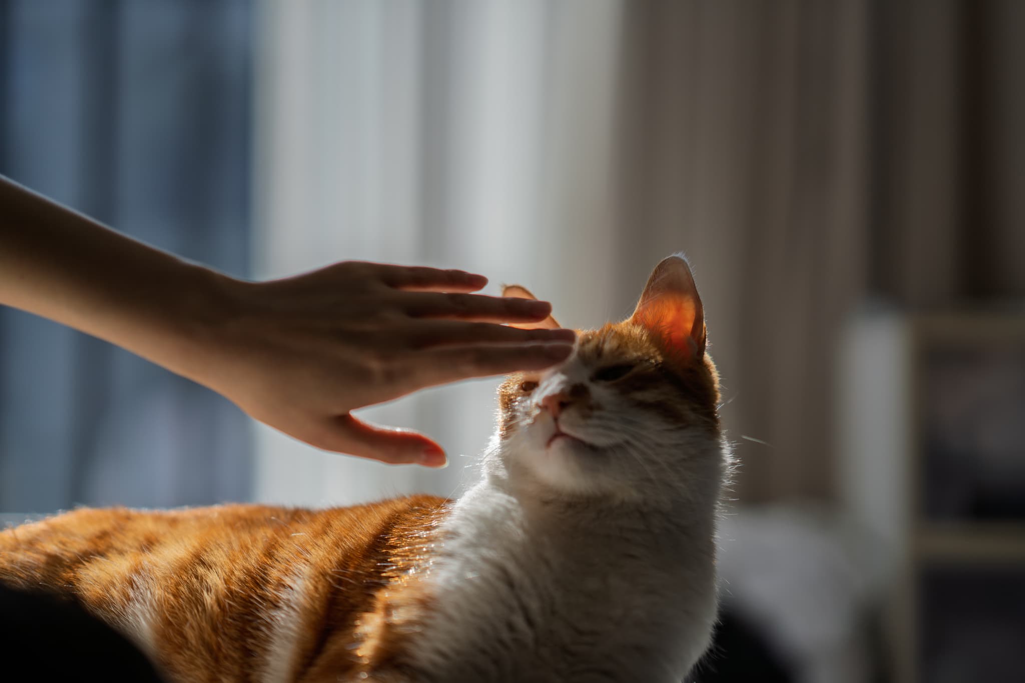 一只橘白相间的猫咪正享受着被人抚摸头部，背景模糊，光线柔和。