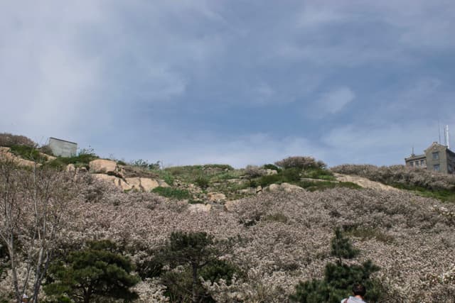 花海山巅