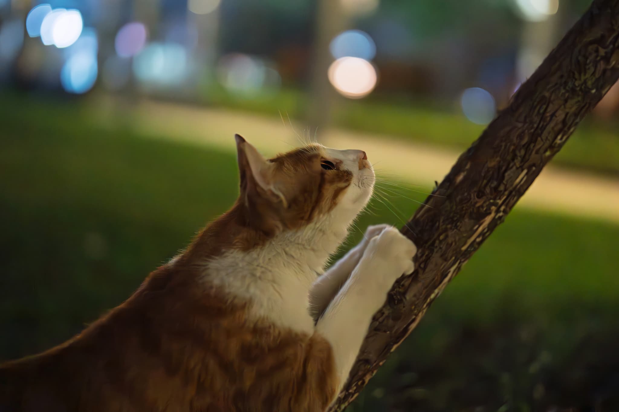 一只橙白相间的猫正在用爪子抓树干，背景是模糊的夜景和灯光。