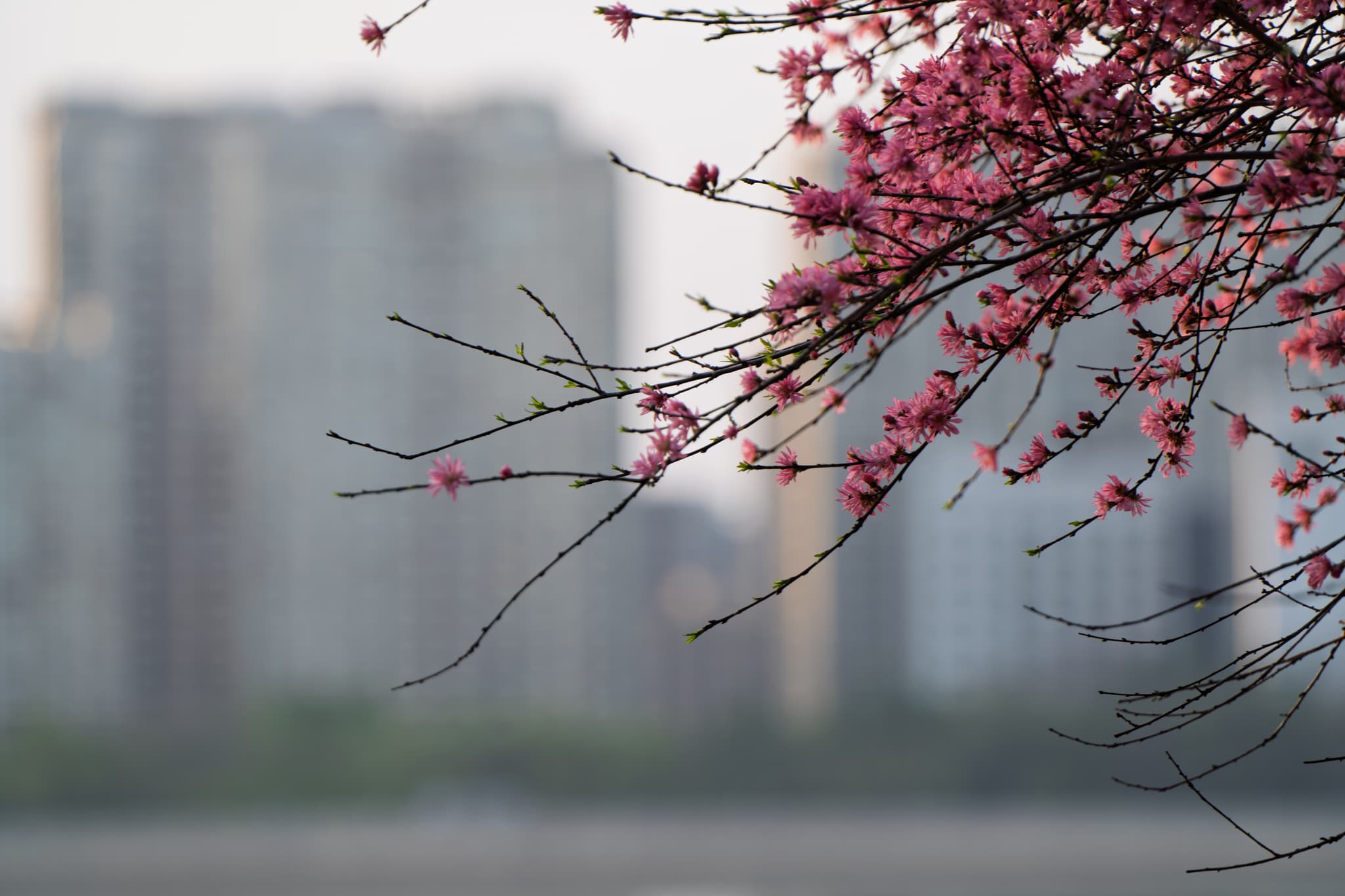 粉色的花朵在树枝上绽放，背景是模糊的城市高楼。