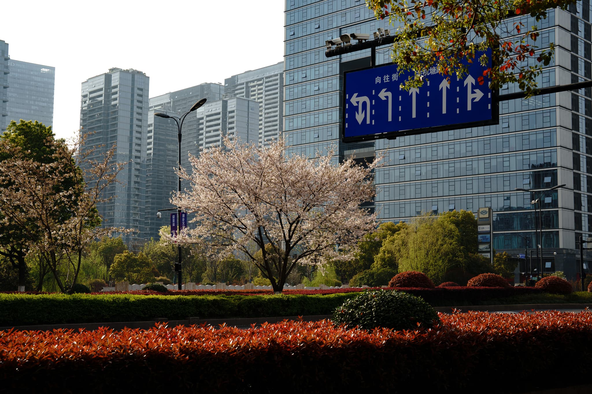 城市中的绿地公园，樱花树盛开，周围是现代高楼大厦，环境整洁，绿化良好。