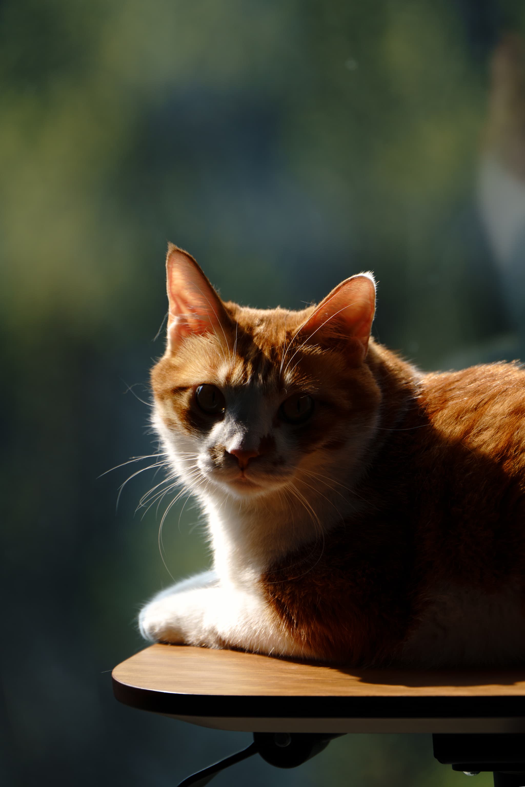 一只橙白相间的猫咪在阳光下慵懒地躺在桌子上，背景模糊，光线柔和。