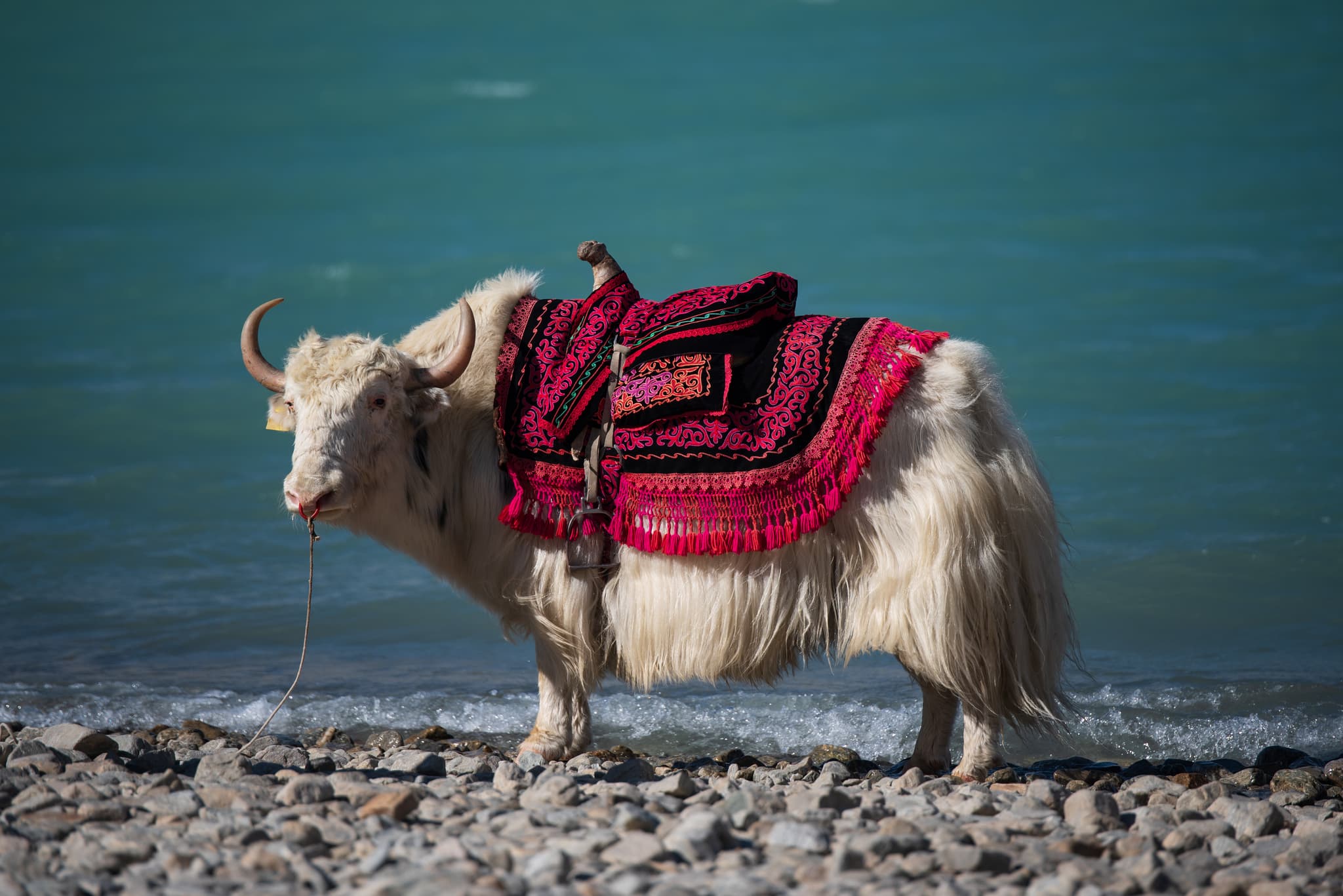 A yak with red and black saddlebags stands by a turquoise lake, with rocky shore in the foreground