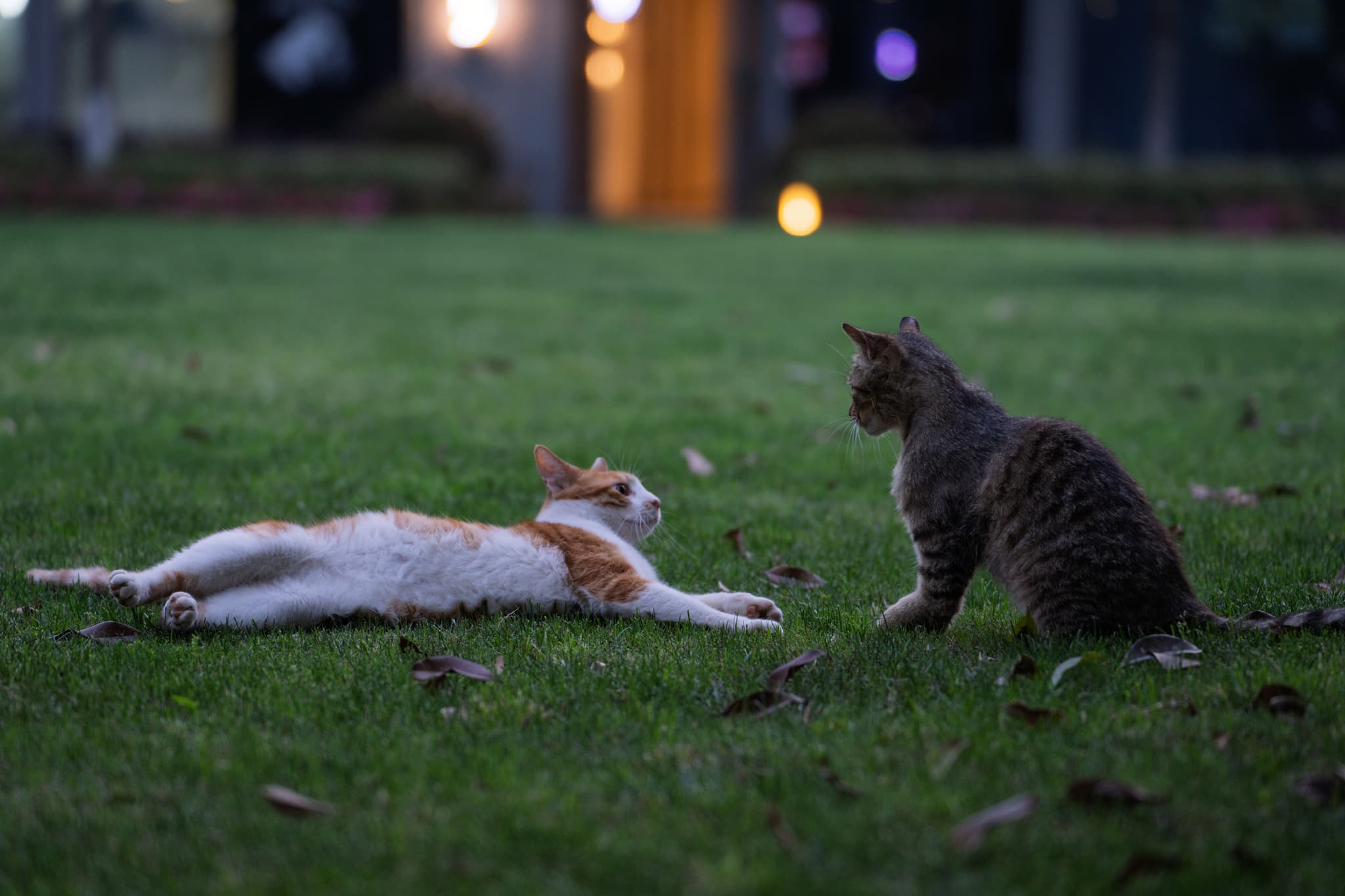 两只猫在草地上互动，一只橘白相间的猫躺着，另一只灰色条纹猫坐着，背景是模糊的建筑物和灯光。