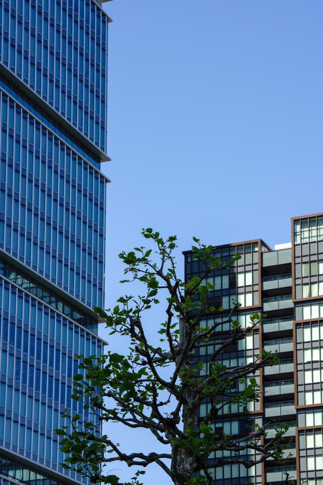 现代高层建筑群，蓝天背景，树木前景。