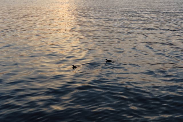 湖面上波光粼粼，两只鸭子悠闲地游动，夕阳的余晖洒在水面上，增添了宁静的氛围。