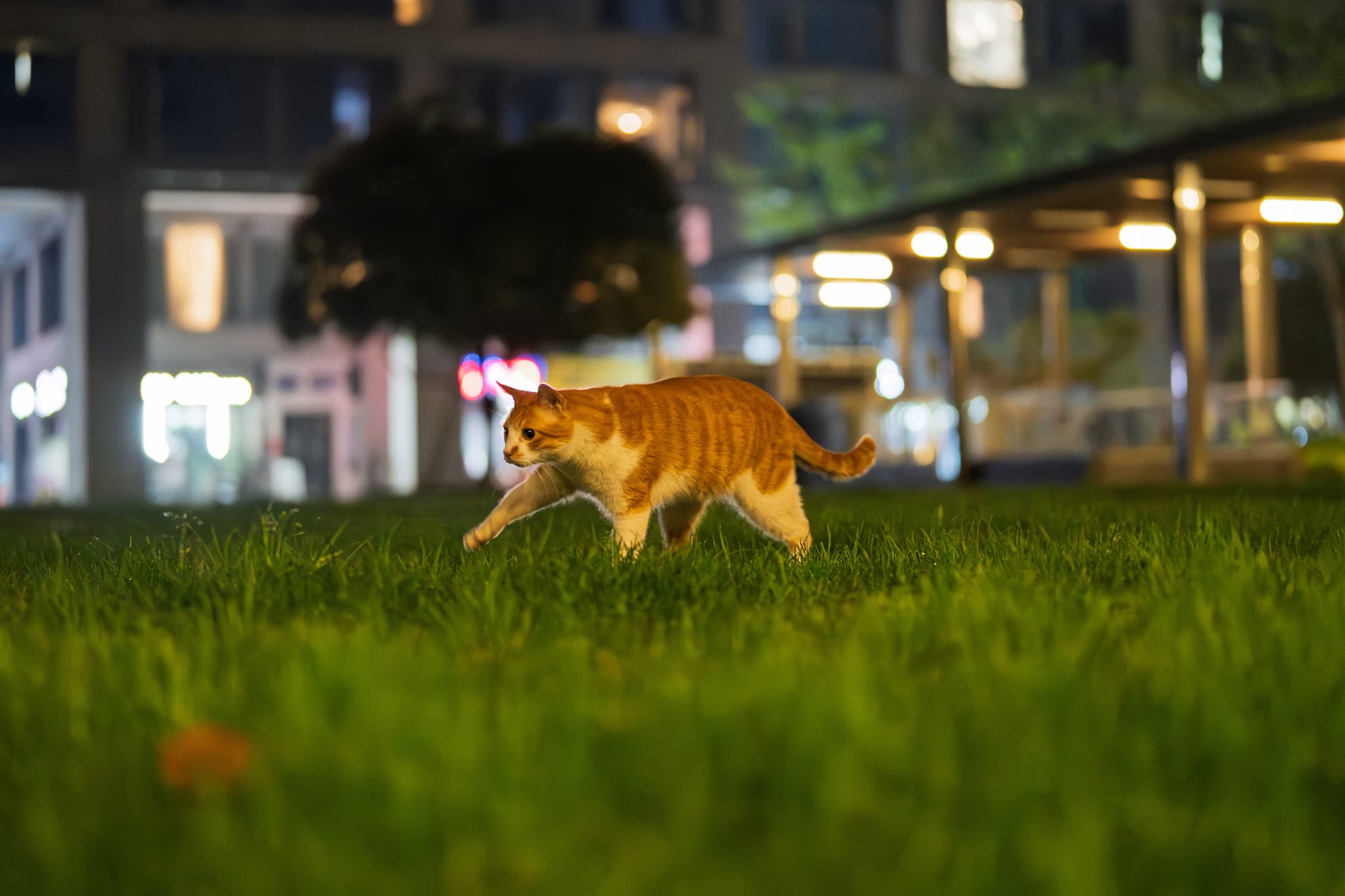 一只橙白相间的猫在夜晚的草地上行走，背景是城市的灯光和建筑。