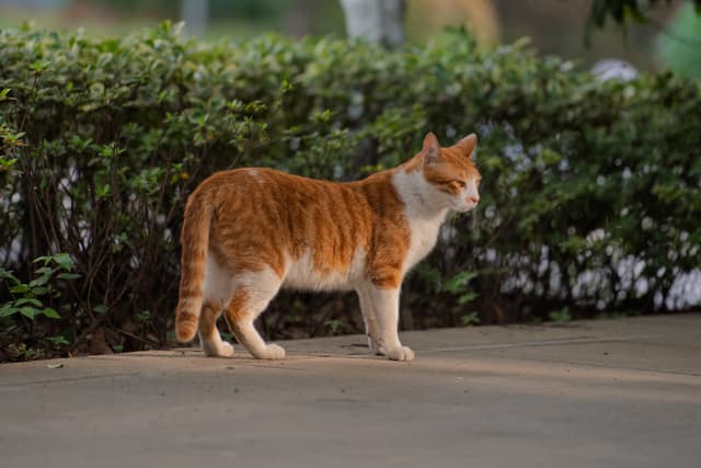 一只橙白相间的猫站在户外的人行道上，背景是绿色的灌木丛。