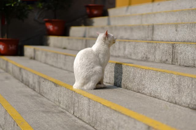 白色的猫坐在石阶上，周围有黄色的防滑条，背景中有几个红色的花盆。