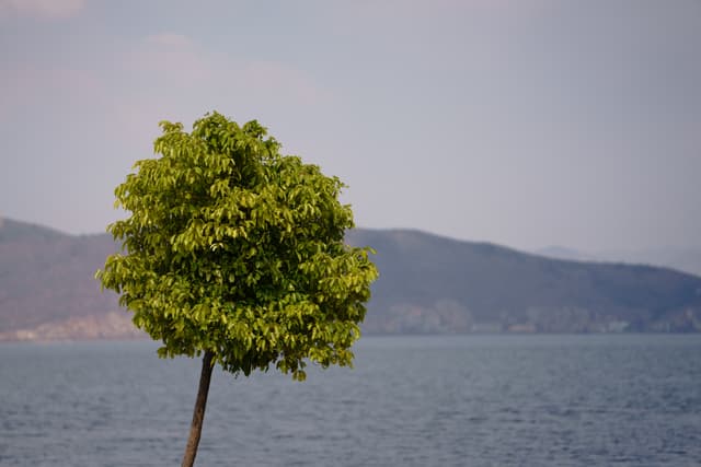 一棵树立于水边，背景是远处的山脉和湖泊。