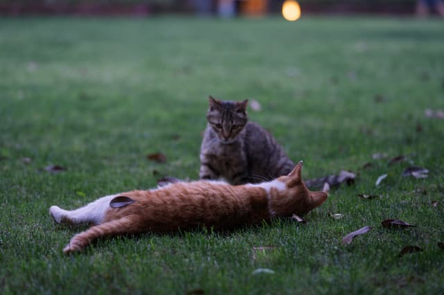 两只猫在草地上，一只橘猫躺着，另一只灰猫坐在旁边。