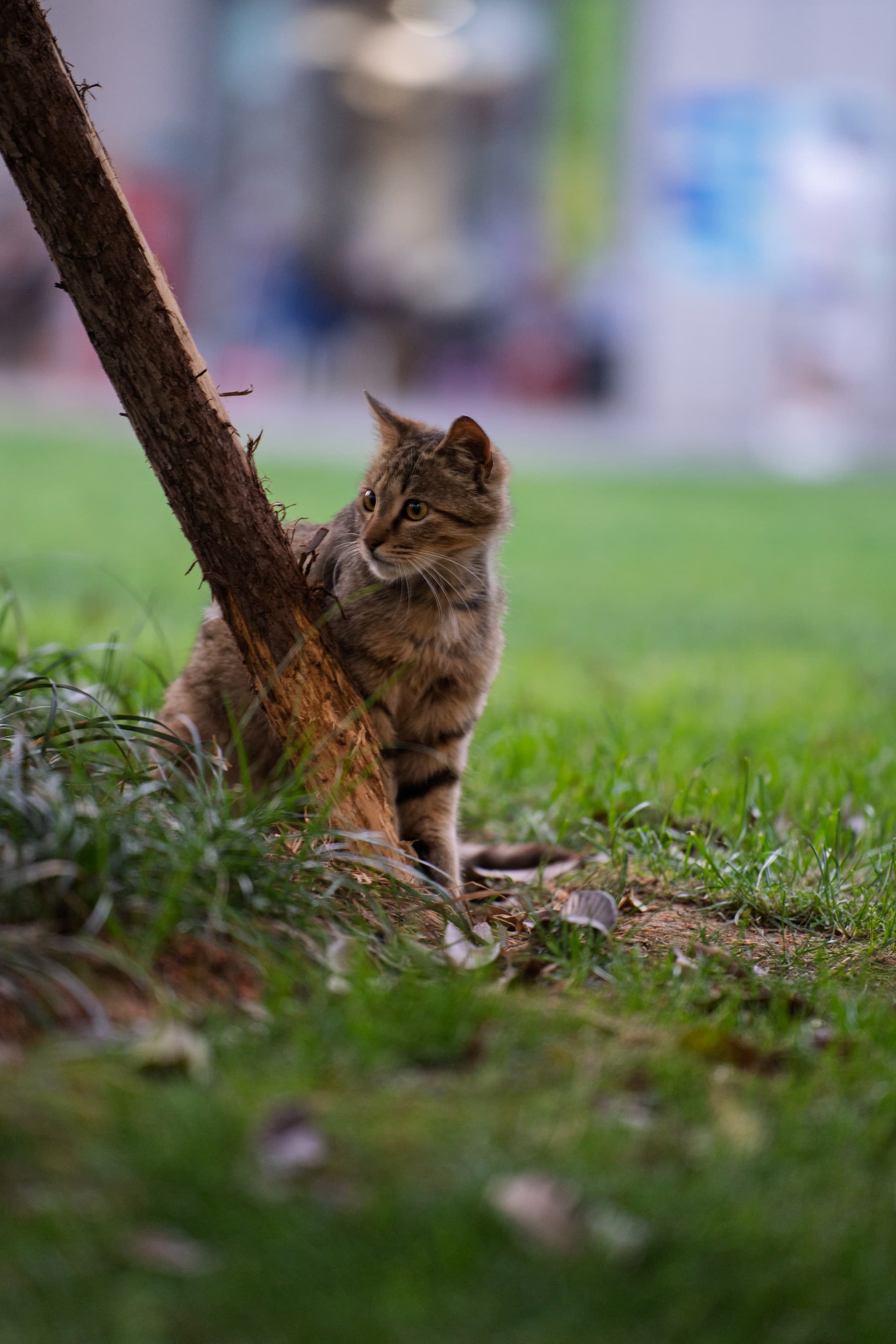 一只猫坐在草地上，靠近一棵小树，背景模糊。